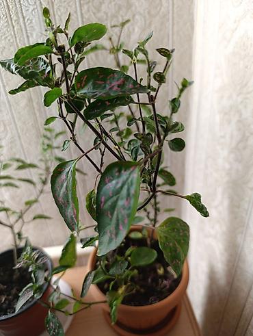 Другие комнатные растения: Продаю комнатные растения:,сцендапсус.,сансвиерия,гипоэстес.Цены от — 9
