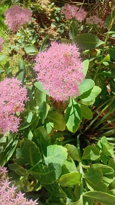 Stilske umetničke slike: Umjetničke slike – set digitalnih ilustracija - Kolekcija od tri — 5