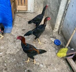 doberman balasi satilir: Heyratı Xoruz 3 Ədəd 5 Aylıq Beçələr.Tək Satılmır Yaxud Barter