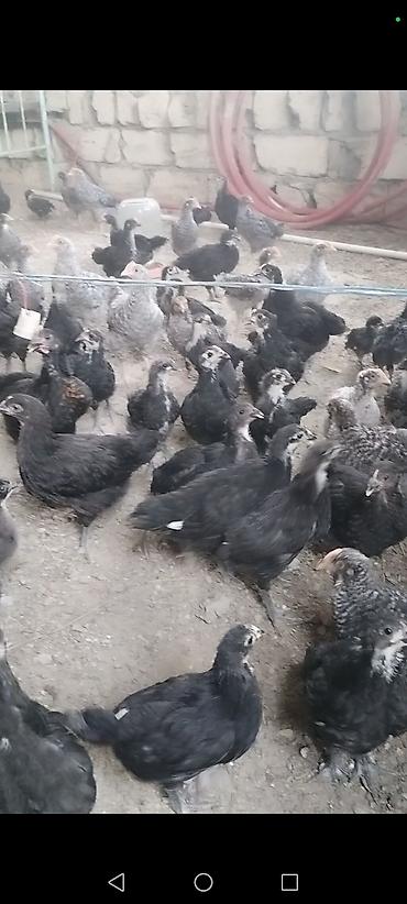 qarğa balası satılır: Toyuq cücələri, Ətlik — 8