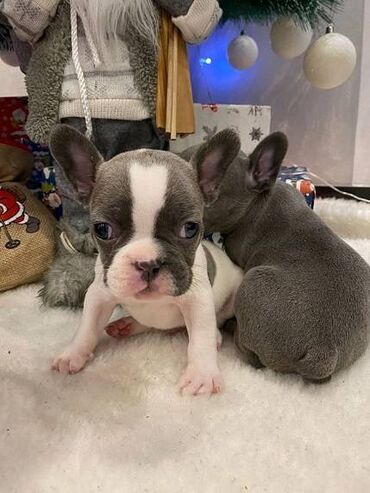 Psi: Francuski buldog štenci plave boje. Vakcinisani, spremni za novi dom na lalafo.rs — 5 Psi: Francuski buldog štenci plave boje. Vakcinisani, spremni za novi dom — 5