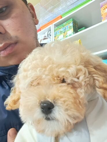 İtlər: Pudel, 3 ay, Erkek — 5