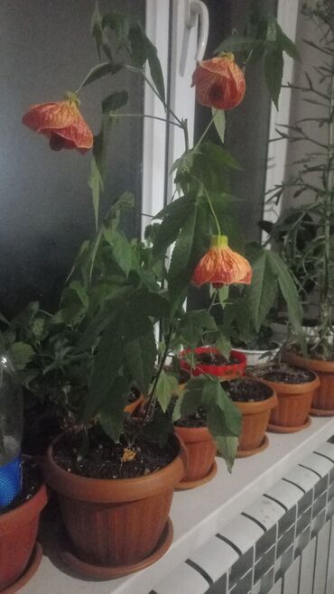 Китайская роза (Гибискус): Китайская роза (Гибискус) — 6