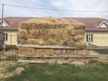 токмаке: Продаётся, поподробнее звоните на этот номер