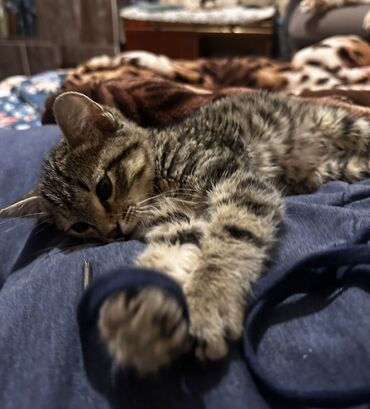 дом для кош: 1 месяц, Мальчик, Приучена к лотку, Проглистована