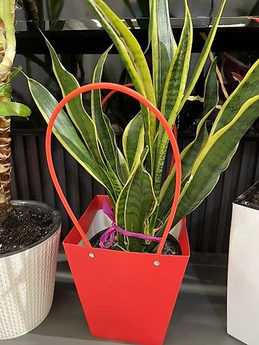 Другие комнатные растения: Женское счастье гигант сорт По городу доставка бесплатно Крупные — 79