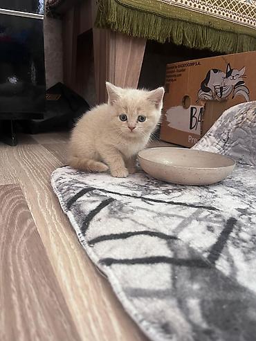 Pişiklər: Erkək, Dişi, Yaxşı əllərə, Ünvandan götürmə, Pulsuz çatdırılma, Ödənişli çatdırılma — 1