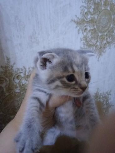 Pişiklər: Erkək, Dişi — 3