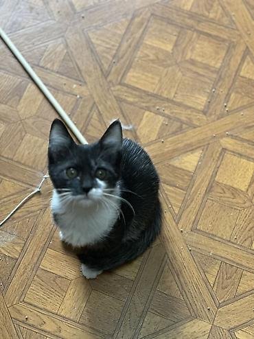Отдам даром кошку: Котенок 3 месяца девочка привита приучена к лотку обработана от — 4