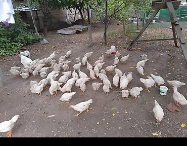 Продаю | Цыплята | На забой, Для разведения