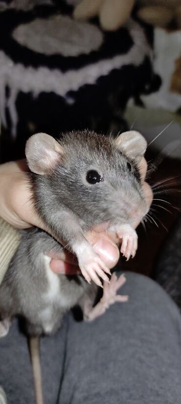 ручная крыса: Продаются крысята только в хорошие руки!!!!!серо-шоколадного окраса