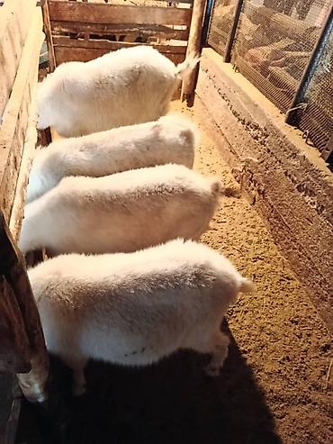 Козы, козлы: Продаю | Коза (самка) | Зааненская | Для разведения — 21