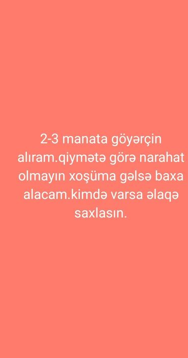 Göyərçin almaq istəyənlər üçün bu elan diqqətəlayiqdir. Qiymət 2-3