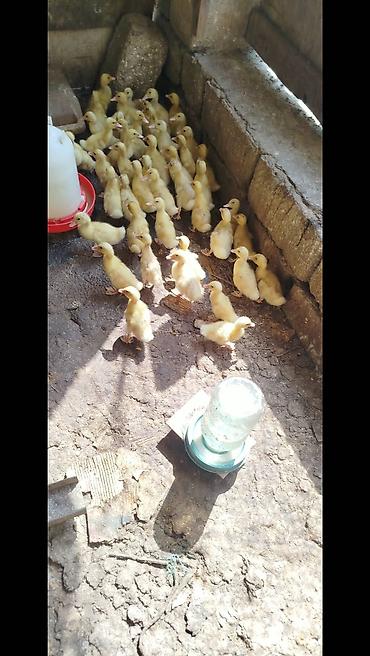 arpanın qiyməti: Salam tam saqlam pekin kuban ordeklerdi 14 gunlukduler qiymet 2.80 — 3