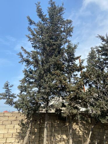 şam ağacı qiymetleri: Sham agaclari, 5-10 illik. Hundurluyu 4-6m. Qiymeti 10-15-20 azn