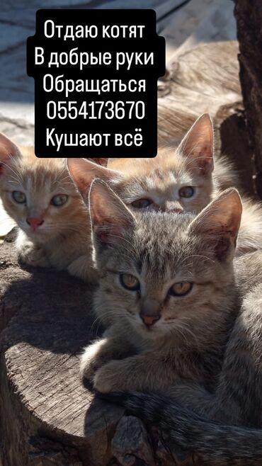 экзотическая короткошёрстная кошка: Найдена : Беспородная, Девочка, Рыжий
