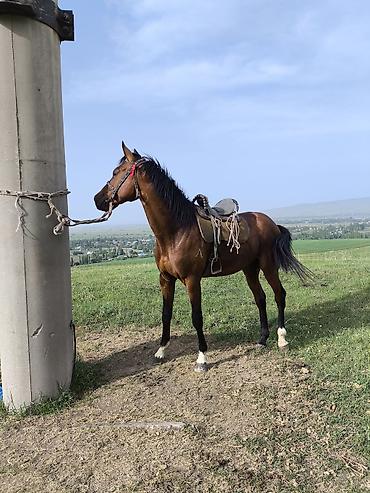 Лошади, кони: Продаю | Жеребец | Полукровка | Конный спорт — 2