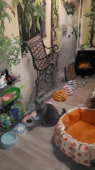 отель для кошек: Скотиш Страйт (Шотландская прямоухая), 2 месяца, Мальчик, Серебристая шиншилла, Приучена к лотку — 1