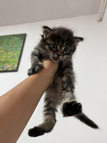 корм для курей несушек: 1 месяц, Девочка — 5