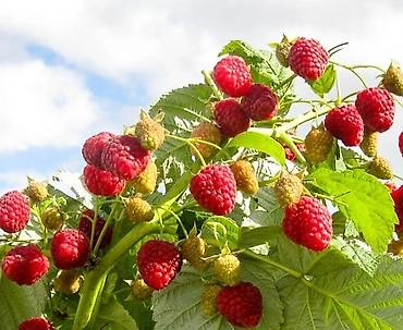 Tinglər: Tinglər -da lalafo.az — 9 Tinglər: Tinglər — 9