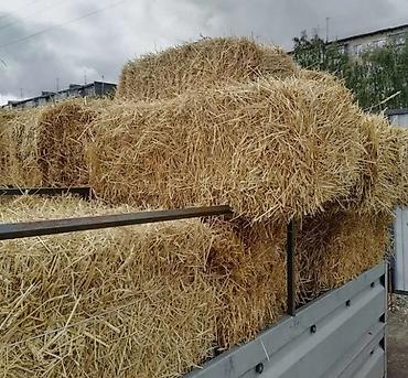 Продам с/х животных: Продам солому ячменную!
Хранятся под навесом, сухие! — 1