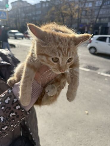 котята в добрые руки бишкек: Породасыз, 2 айлык, Эркек, Кызгыл сары
