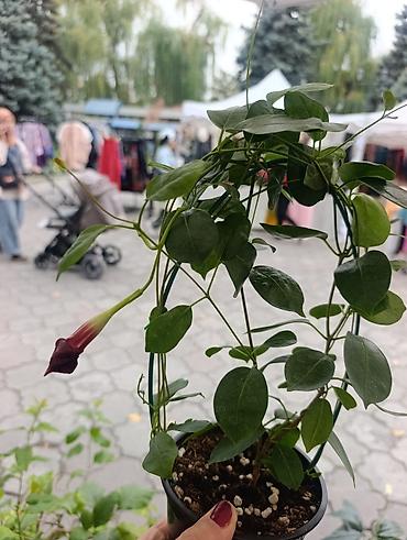 Комнатные розы: Коллекция декоративных растений в горшках для дома и сада. В — 8