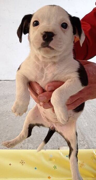 Psi: Na prodaju štenci Američkog staforda,oštenjeni 24.januara,očišćeni od na lalafo.rs — 4 Psi: Na prodaju štenci Američkog staforda,oštenjeni 24.januara,očišćeni od — 4