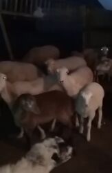 купить собаку в: Damazlığ qoyun satılır 50 qoyundu 17 dogub 2 aylq super quzları var