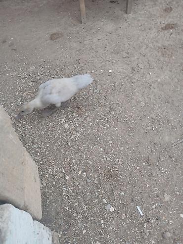 bülbül quşu satışı: Cins lal ordekler macar qara zumrud qirmizi okuz lavanda findig reng — 9