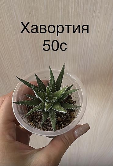 фиалки стартеры: Продаю комнатные растения — 4