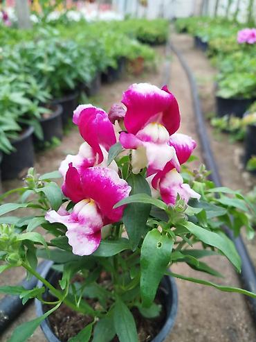 dibcək gul: Petuniya (Petunia) qablarda – müxtəlif rənglər - Rəng çeşidləri: tünd — 6