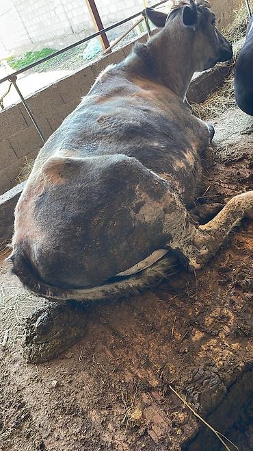 Коровы, быки: Продаю | Корова (самка) | Для молока — 16