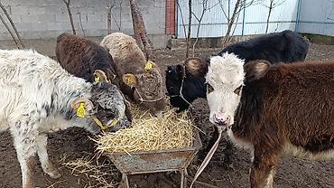 Коровы, быки: Продаю | Тёлка | Для молока | Осеменитель — 1