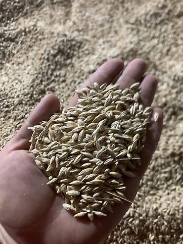 куриные лапы: Продам ячмень (зерно в шелухе) сорт НУТАНС 89 ЭЛИТА первая — 1