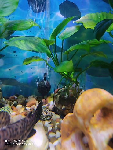 Аквариумы: Аквариум заводской, с крышкой 60 литров, со всеми комплектующими — 4