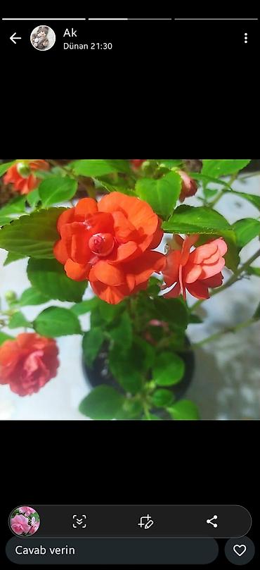 nokia yarpaq: Məhsul: Otaq bitkiləri – Fuksiya (Fuchsia), Qızılgüləoxşar — 3