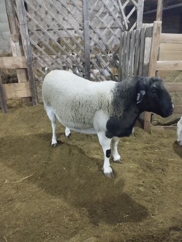 Бараны, овцы: Продаю | Баран (самец) | Для разведения | Племенные — 3