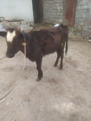 Dana, buzov: Dana, buzov — 4