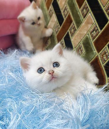 Кошки: Шиншилла, Самовывоз — 3