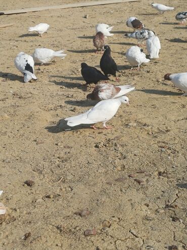 Göyərçinlər: Məhsul: Göyərçin sürüsü Təsvir: - Şəkillərdə müxtəlif rəng və — 7