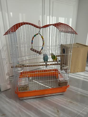 toy pudel it: Dalğalı tutuquşular (cüt) və tam aksesuarlarla qəfəs dəsti - Növ — 1