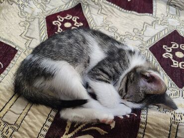 britan pisiyi qiymeti: Bala pisik sahiblendirilir yaxsi insanlara ev pisiyidir qum terbiyesi
