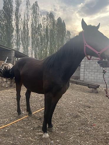 Продам с/х животных: Продаю | Кобыла (самка) | Першерон | На забой, Для разведения, Рабочий | Племенные, Осеменитель, Мерин — 3