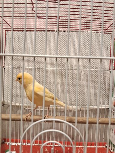 Bülbüllər: Erkək və mayalar satılır hazır quşlar hər qiymətə var — 5