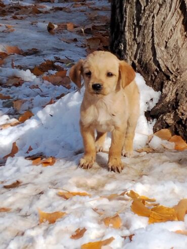 Продажа собак: Щенки охотничьего типа (смесь спаниеля/легавой по экстерьеру) - Помёт — 7