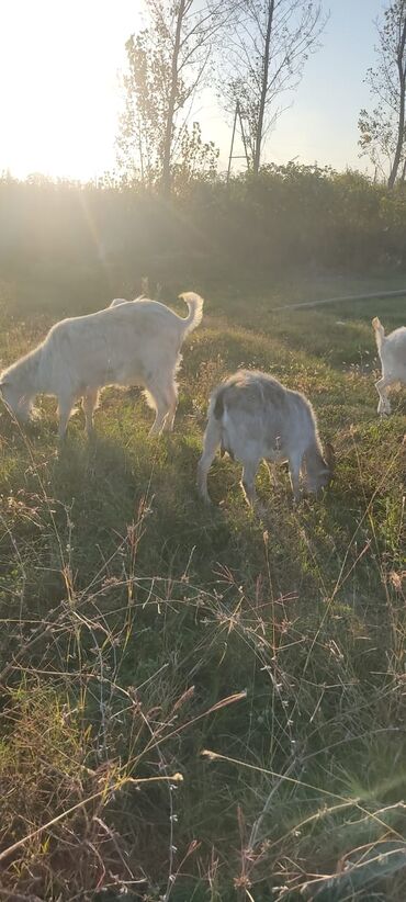 Keçi, çəpiş: 2 təkə 42 ədəd dişi kecilər var Təkəsini alib hamisi bogazdi kom — 10