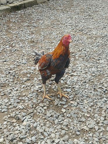 Xoruzlar: Məhsul: Qara-qırmızı rəng çalarlarında kənd xoruzları Təsvir: - Uzun — 4