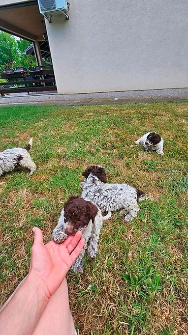 Psi: Lagotto Romagnolo štenci Dostupni štenci Lagoto Romanjolo od roditelja — 11