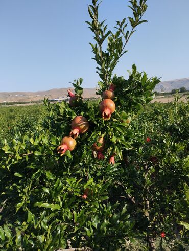 5 gunluk is elanları: Salam. Bag sahasine isci axdarilir. Nar dermine. İs nari derib